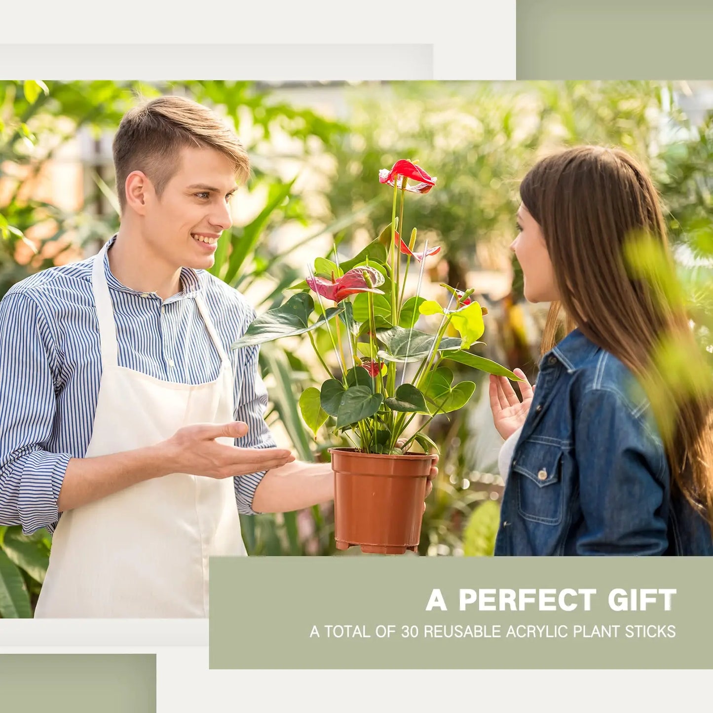 Apuestas de planta acrílica Apuestas de jardín Clear Orchid Stakes Palks Apoyo para la planta en maceta PARA PARA SUPERIOR Las vides de apoyo crecen en posición vertical