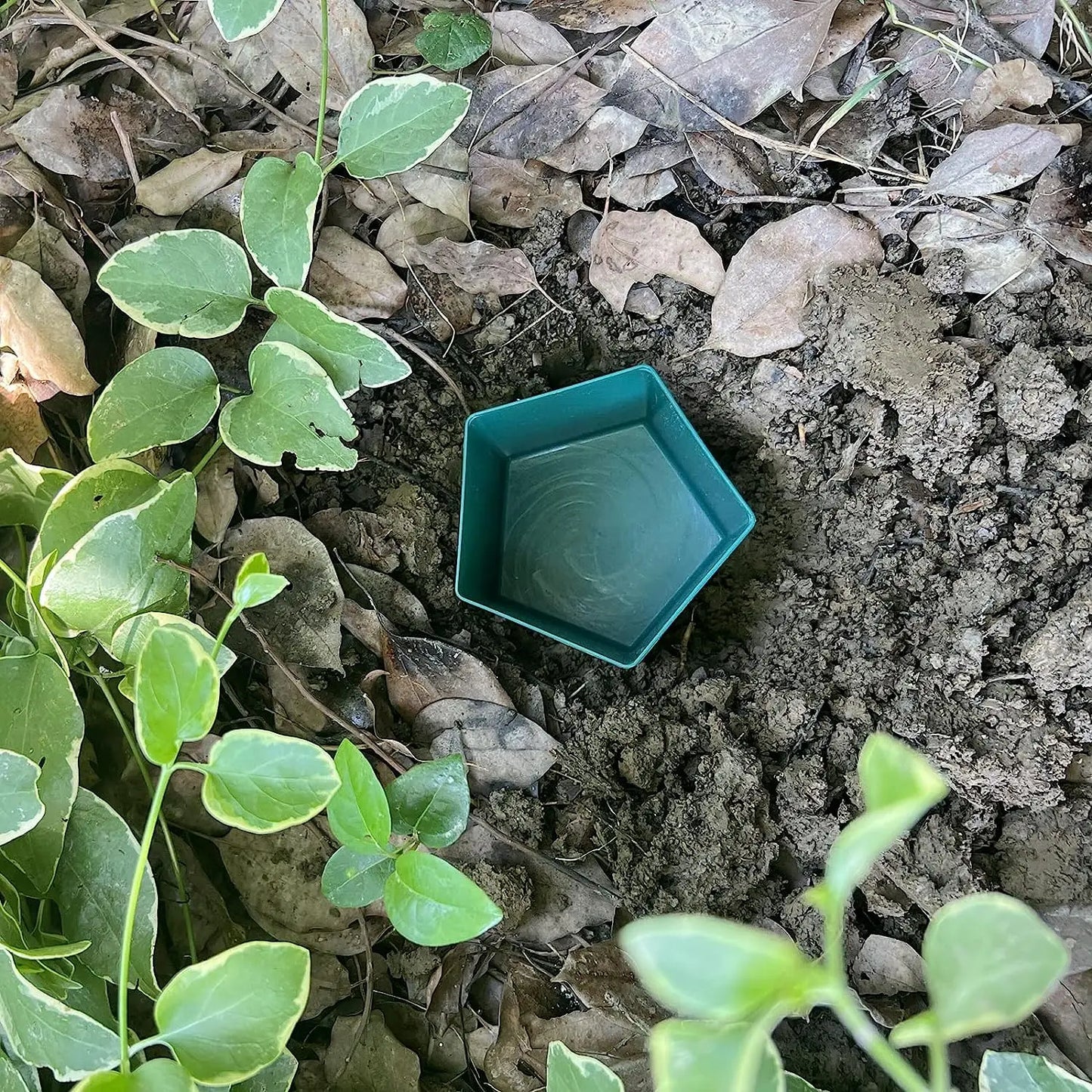 2 piezas de cerveza ecológica jaula de caracol slug casera trampa de caracol receptor de recaudación de plagas de rechazo de plagas de cebo protector de plantas de granja de jardín