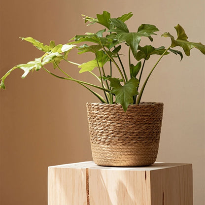 Sadici za košarice cvjetne posude pokriva košaricu za postrojenje za biljke ručno tkane košarice salter slame bonsai kontejner