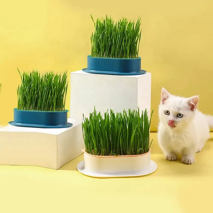 New Pet Cat Sprout Dish Growing Pot Hydroponic Plant Cat Grass Germination Digestion Starter Dish Greenhouse Grow Box