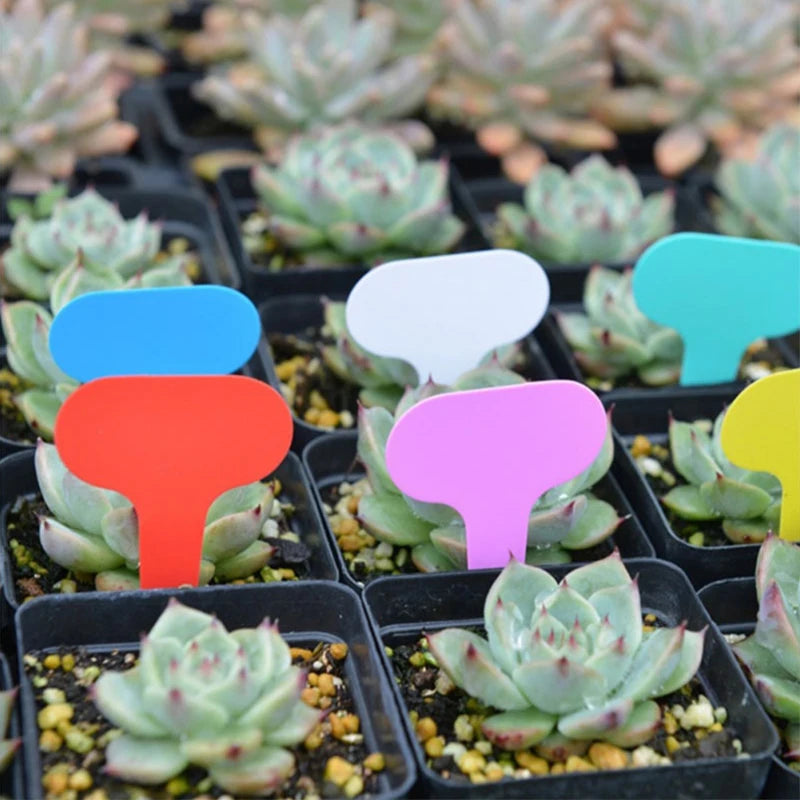 100 stcs Garden Labels Plant Classificatie Sorteer teken Tag Ticket Plastic Schrijfplaat Bord Plug in kaart kleurrijk