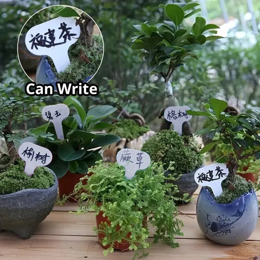 Etiqueta de jardinería de jardinería en forma de T en forma de T de 100 piezas Etiquetas de plantas de plástico de plástico Etiquetas de marcado colgantes